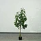 money tree artificial